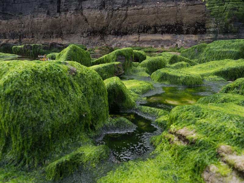 熒光法測定水體葉綠素a的優(yōu)勢