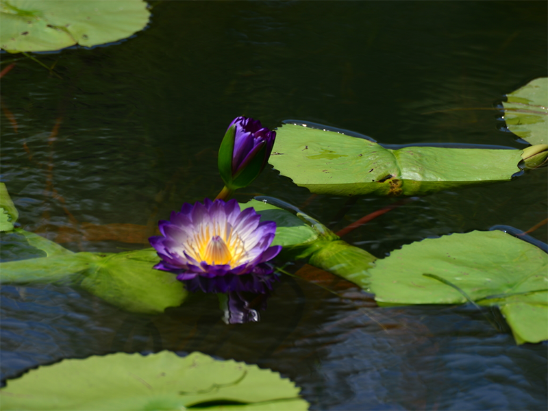 水產(chǎn)養(yǎng)殖水質(zhì)檢測(cè)標(biāo)準(zhǔn)