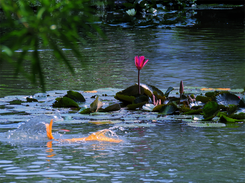 池塘水質(zhì)檢測常見指標(biāo)